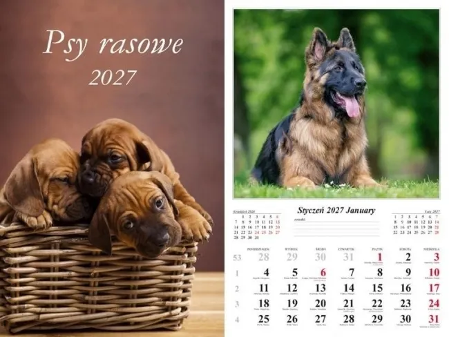 Kalendarz 2027 ścienny Psy rasowe  5906667514445