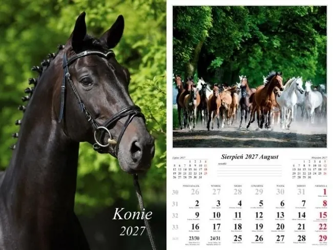 Kalendarz 2027 ścienny Konie  5906667514469